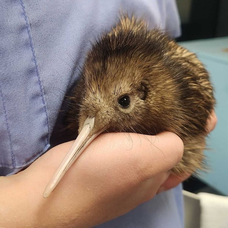 Baby Kiwi