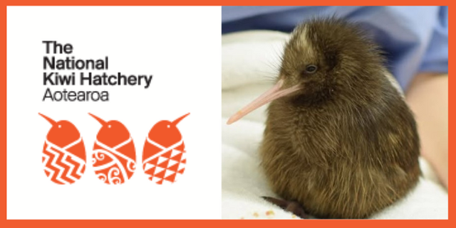 KIWI SPONSORSHIP