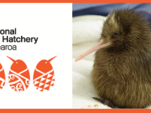 KIWI SPONSORSHIP